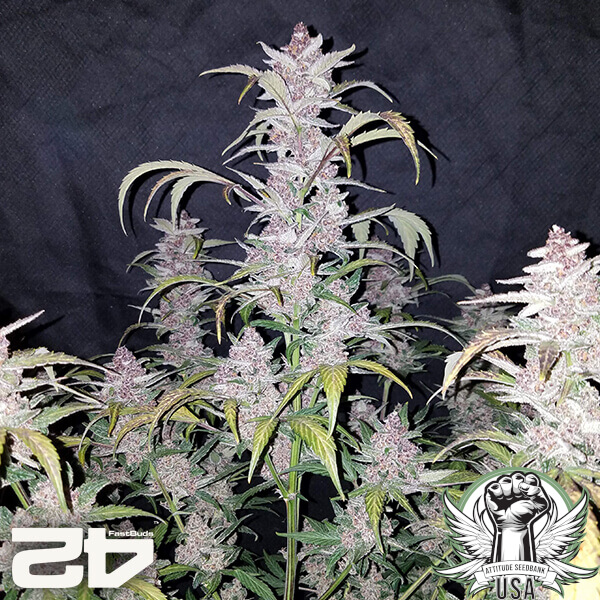 attitude fastbud seeds blackberryauto24 4 600x600_600x600.jpg