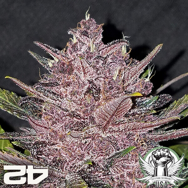 attitude fastbud seeds blackberryauto24 5 600x600_600x600.jpg