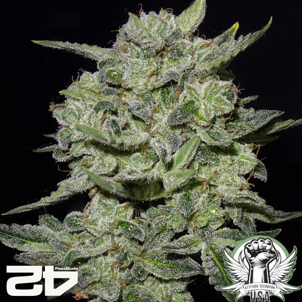 attitude fastbud seeds lemonakauto24 3 600x600_600x600.jpg