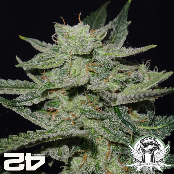 attitude fastbud seeds lemonakauto24 5 600x600_600x600.jpg
