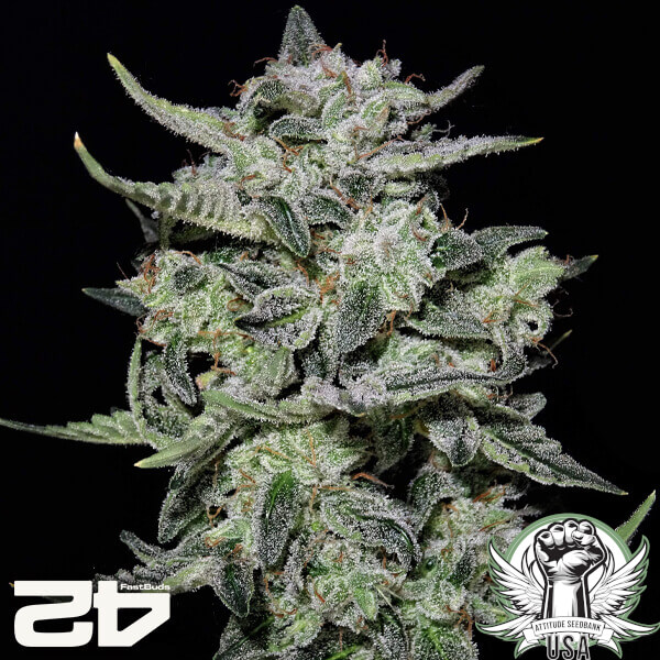 attitude fastbud seeds lemonakauto24 6 600x600_600x600.jpg