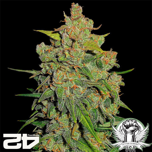 FastBuds Seeds Lemon AK AUTO