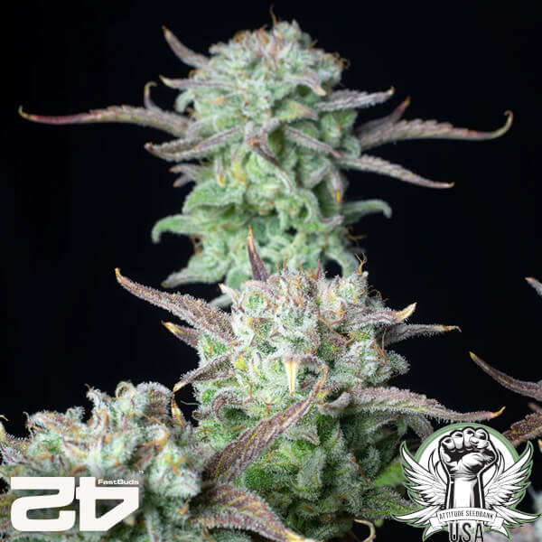 attitude fastbud strawberrybananaauto24 3 600x600_600x600.jpg