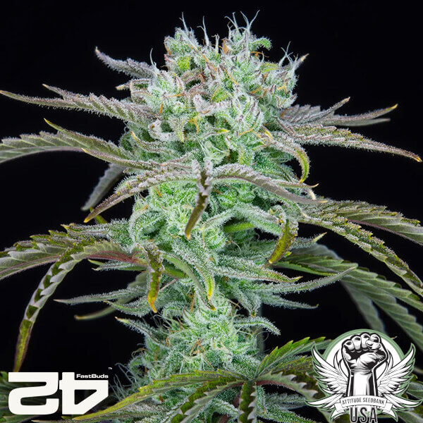 FastBuds Seeds Strawberry Banana AUTO