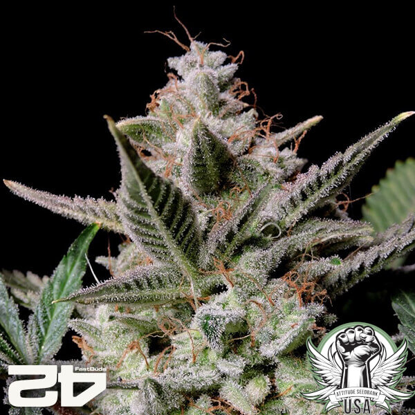 attitude fastbud strawberrygorillaauto24 2 600x600_600x600.jpg