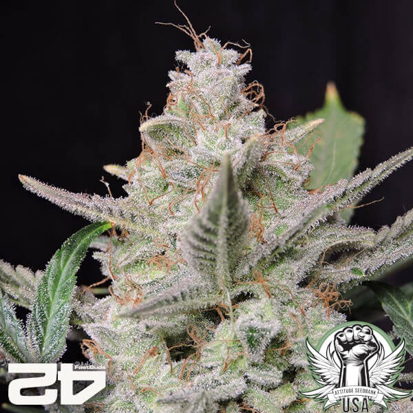 attitude fastbud strawberrygorillaauto24 3 600x600_600x600.jpg
