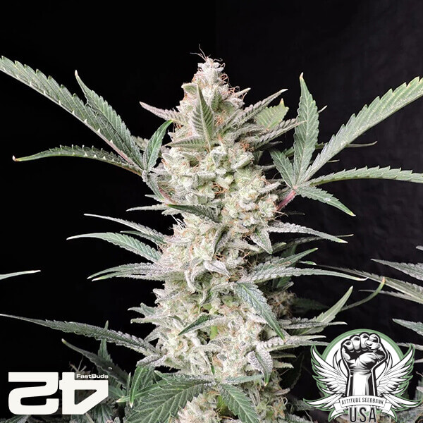 attitude fastbud strawberrygorillaauto24 4 600x600_600x600.jpg