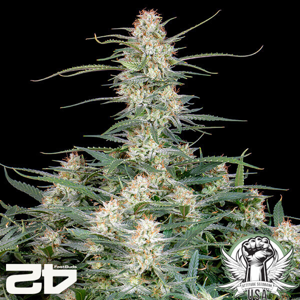attitude fastbud strawberrywhip24 2 600x600_600x600.jpg