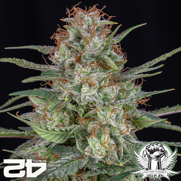 attitude fastbud strawberrywhip24 4 600x600_600x600.jpg