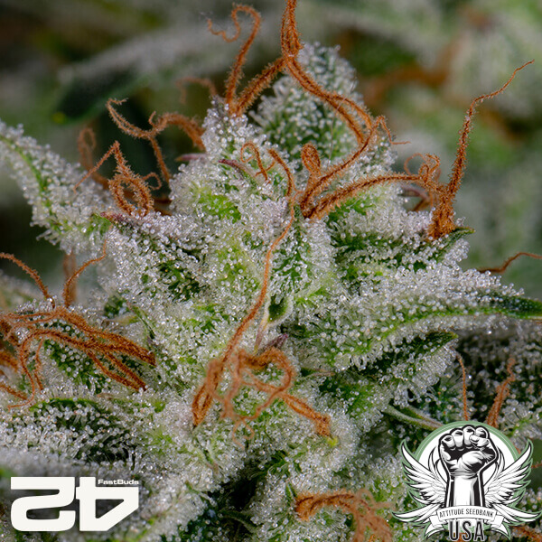 attitude fastbud strawberrywhip24 6 600x600_600x600.jpg