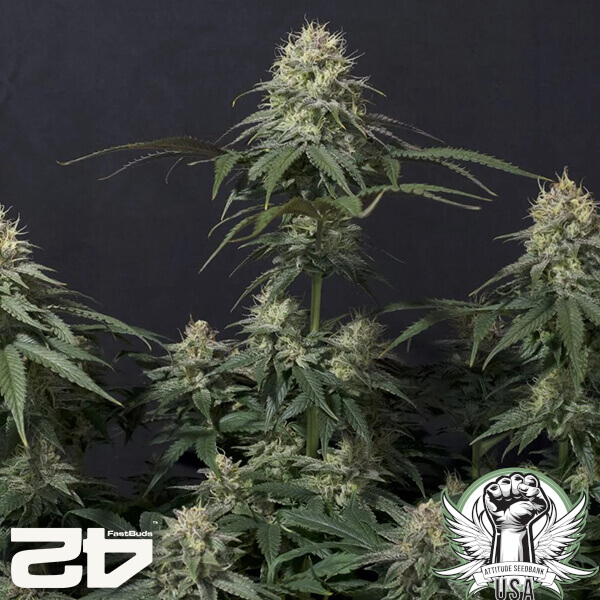 attitude fastbud tropicanacookiesfast24 3 600x600_600x600.jpg