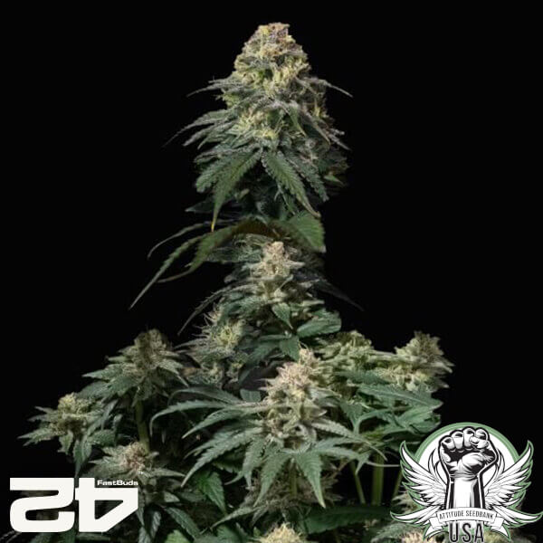 FastBuds Seeds Tropicana Cookies Fast Flowering