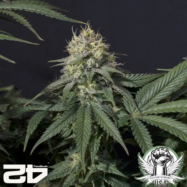 attitude fastbud tropicanacookiesfast24 8 600x600_600x600.jpg