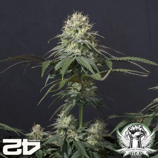 attitude fastbud tropicanacookiesfast24 9 600x600_600x600.jpg