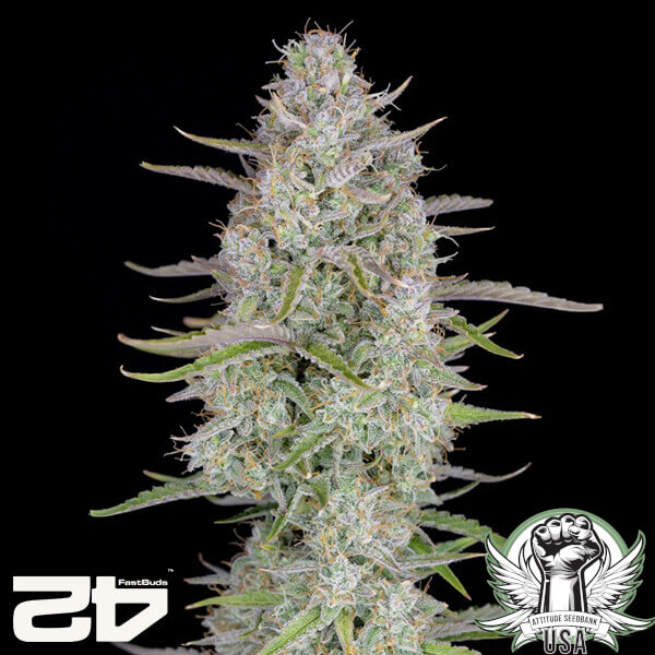 attitude fastbud weddingcheeseakeauto2024 2 600x600_600x600.jpg