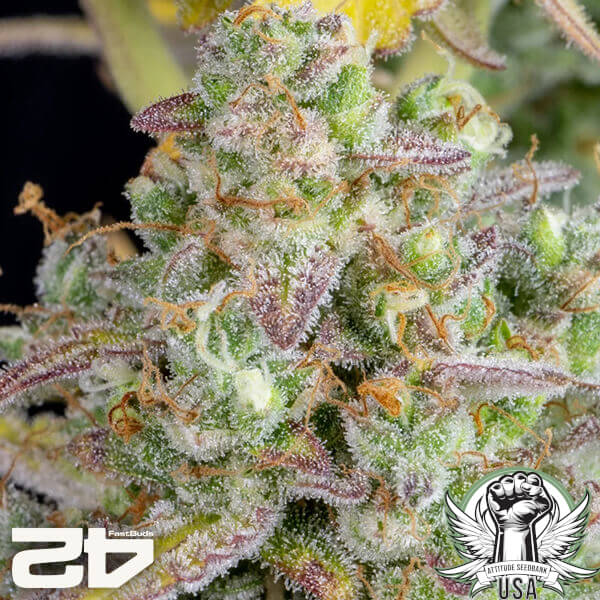 attitude fastbud weddingcheeseakeauto2024 3 600x600_600x600.jpg