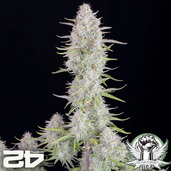attitude fastbud weddingcheeseakeauto2024 5 600x600_600x600.jpg