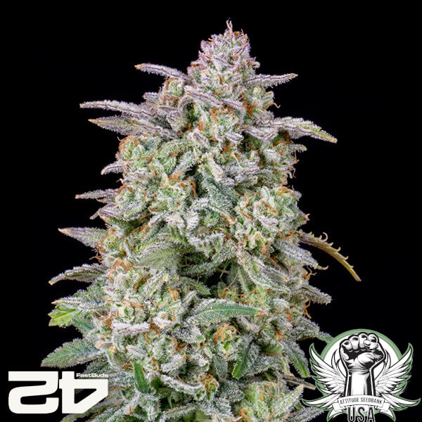 attitude fastbuds forbiddenruntzauto24 2 600x600_600x600.jpg