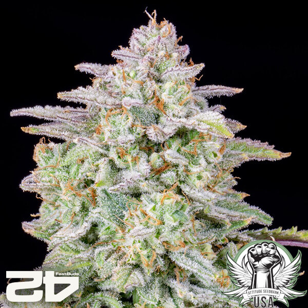 attitude fastbuds forbiddenruntzauto24 3 600x600_600x600.jpg