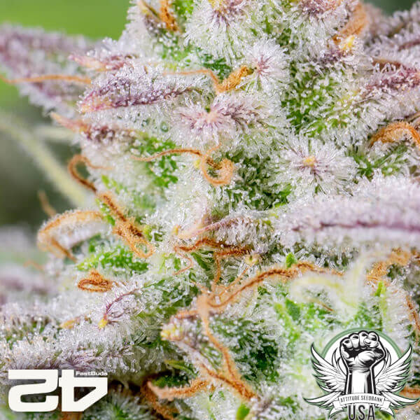 attitude fastbuds forbiddenruntzauto24 4 600x600_600x600.jpg