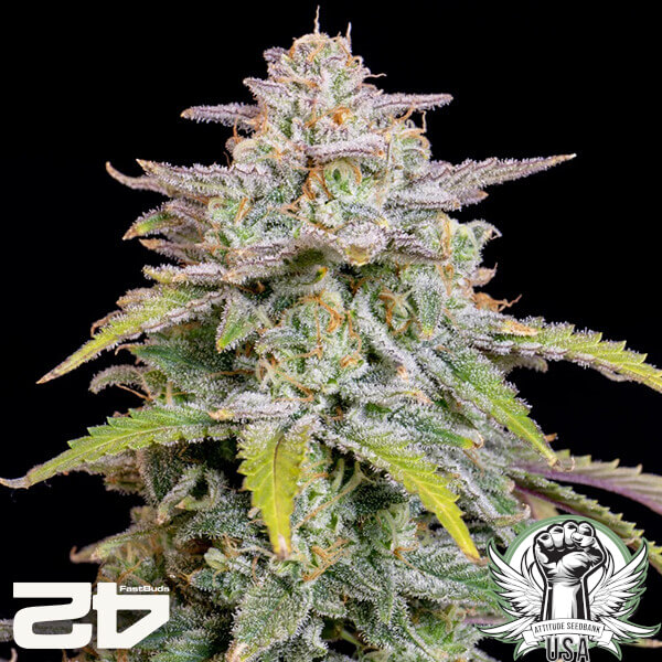 FastBuds Seeds Forbidden Runtz AUTO