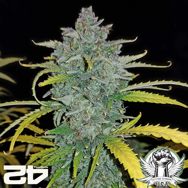 attitude fastbudseeds bluedreammatic24 2 600x600_600x600.jpg