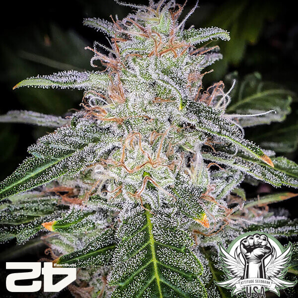 attitude fastbudseeds bluedreammatic24 3 600x600_600x600.jpg