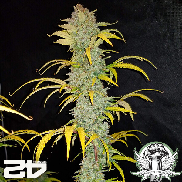 attitude fastbudseeds bluedreammatic24 4 600x600_600x600.jpg