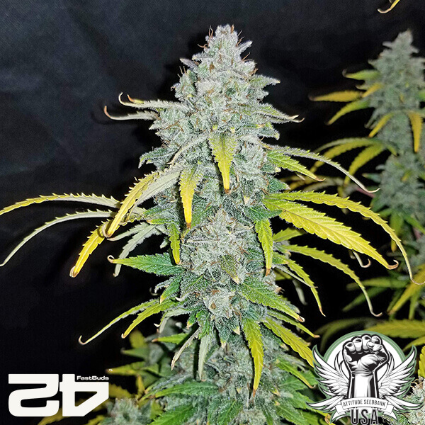 attitude fastbudseeds bluedreammatic24 6 600x600_600x600.jpg