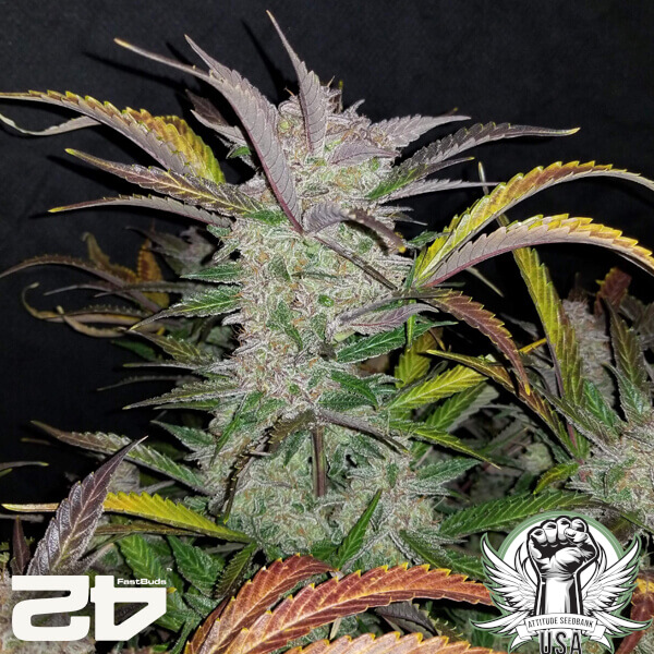 attitude fastbudseeds creamcookies24 2 600x600_600x600.jpg