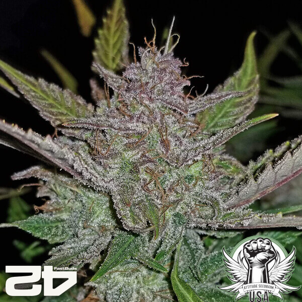 attitude fastbudseeds creamcookies24 3 600x600_600x600.jpg
