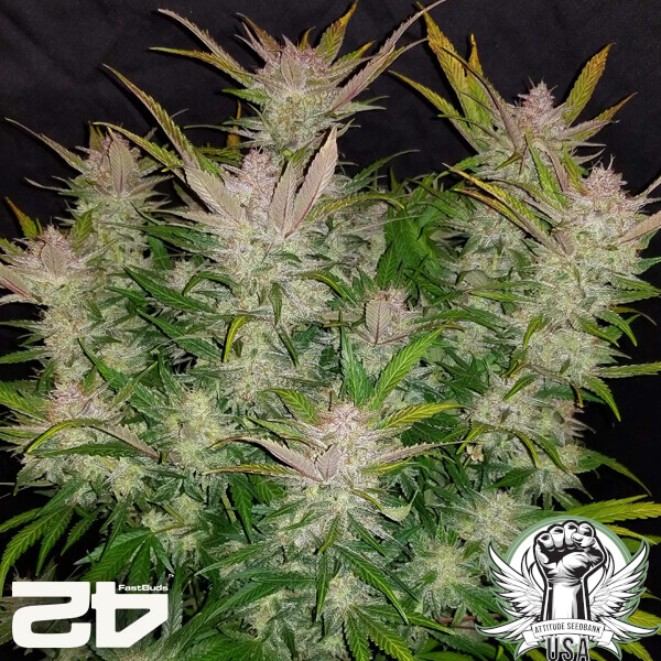 attitude fastbudseeds creamcookies24 4 600x600_600x600.jpg