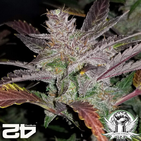 attitude fastbudseeds creamcookies24 5 600x600_600x600.jpg
