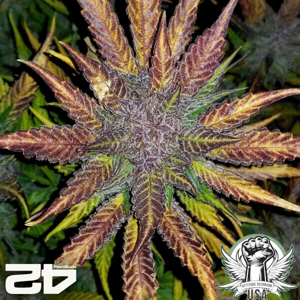 attitude fastbudseeds creamcookies24 7 600x600_600x600.jpg