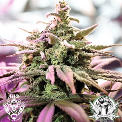 G13 Labs Seeds Northern Lights x Skunk