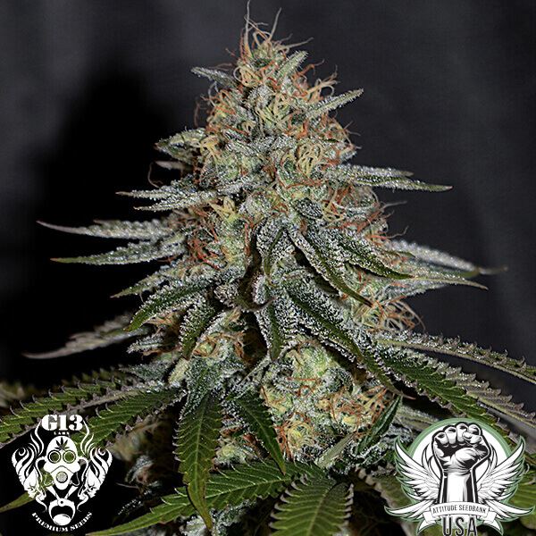 G13 Labs Seeds Rainbow Explosion