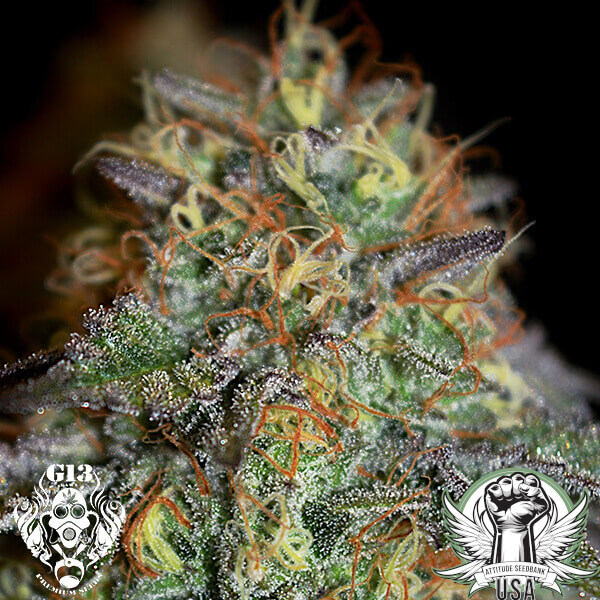 attitude g13labsseeds rainbowexplosion2 600x600_600x600.jpg