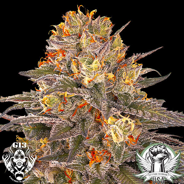 G13 Labs Seeds Six Senses