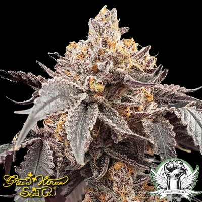 Green House Seeds Guava x Gelato 41 AUTO