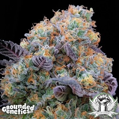 Grounded Genetics Seeds Blue Bacio