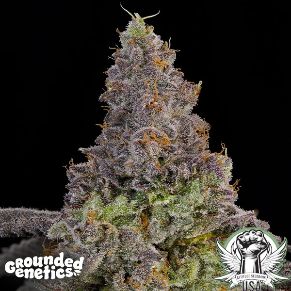 Grounded Genetics Seeds Blue Beluga