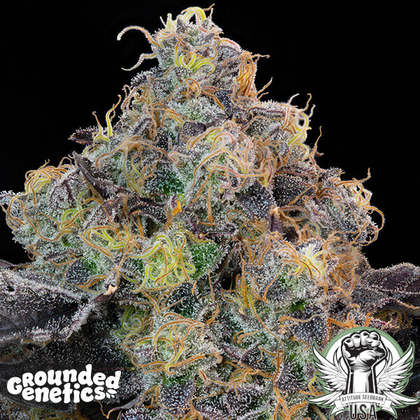 attitude groundedgenetics blueberryzkunk3 600x600_600x600.jpg