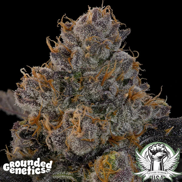 Grounded Genetics Seeds Blue Honey