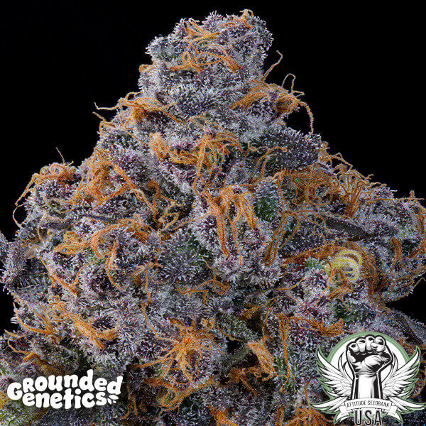 Grounded Genetics Seeds Blu Zang