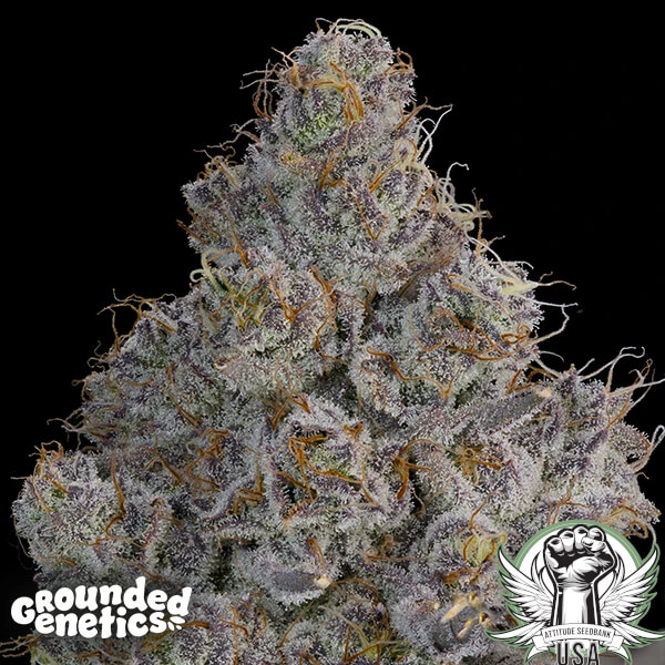 Grounded Genetics Seeds Chrome Sherb