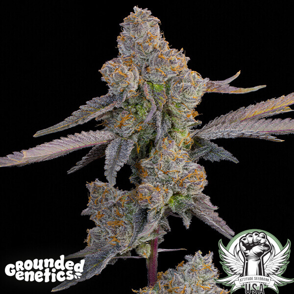 Grounded Genetics Seeds Lime Zoda