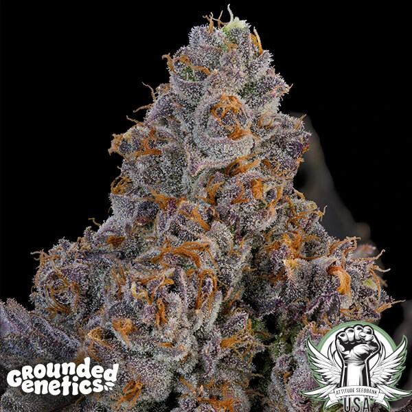 Grounded Genetics Seeds Maracuya