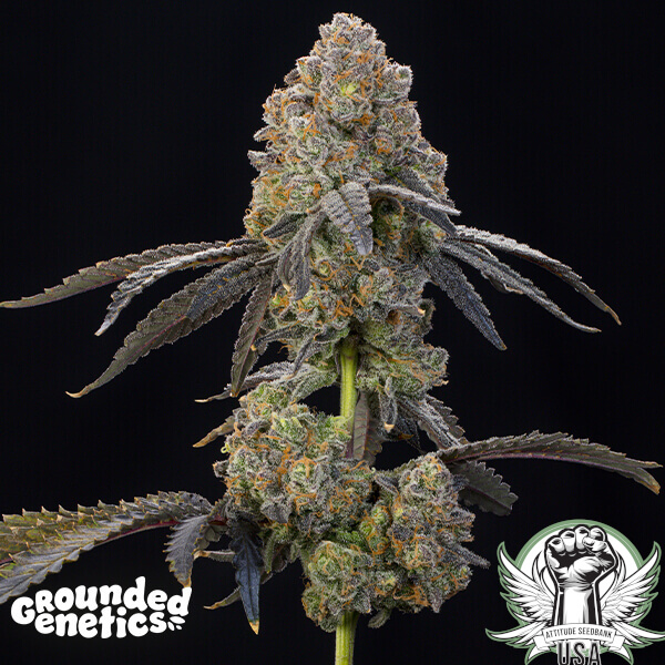 Grounded Genetics Seeds Nigiri