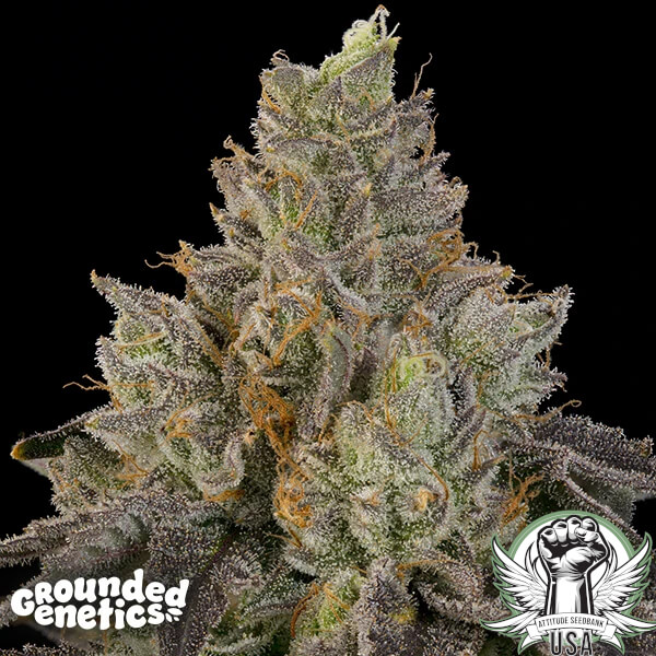 Grounded Genetics Seeds OZ Guava