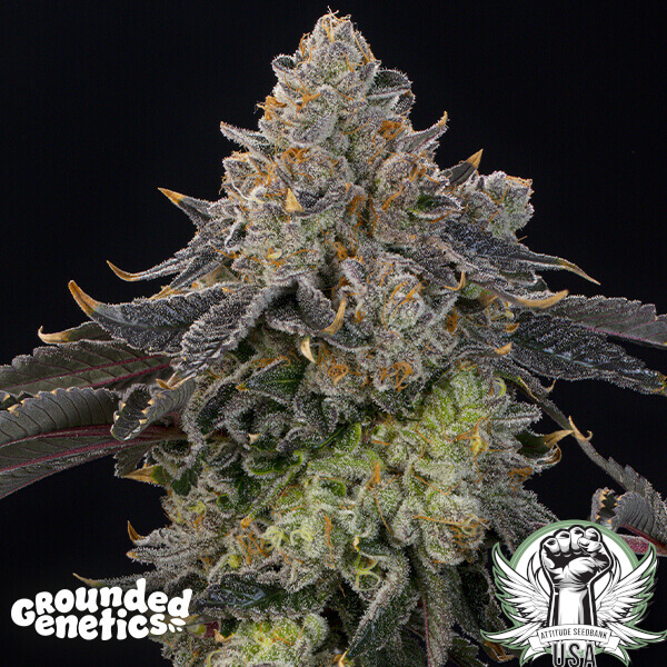 Grounded Genetics Seeds Peach Gummies